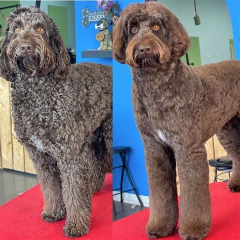 Aussiedoodle Haircut Styles Before After Grooming Photos Artofit