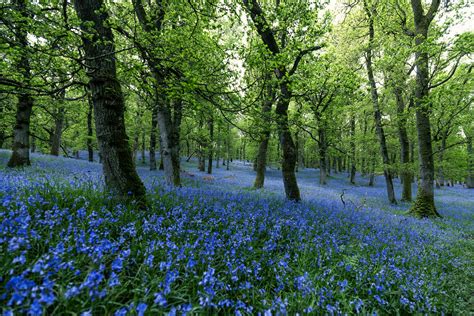 Un bosque lleno de flores azules foto – Imagen de Papel tapiz en Unsplash