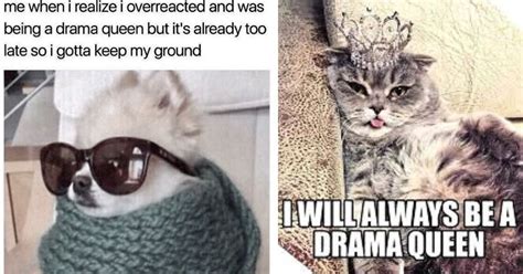 Drama Queen Kitties 30 Memes Showcasing How Hilariously Dramatic Cats