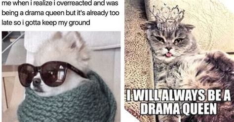 Drama Queen Kitties Memes Showcasing How Hilariously Dramatic Cats