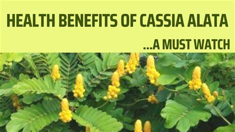 Health Benefits Of Cassia Alata Senna Alata Theshangtareal Youtube