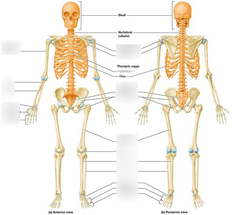 Bone Diagram 7.1 Diagram | Quizlet