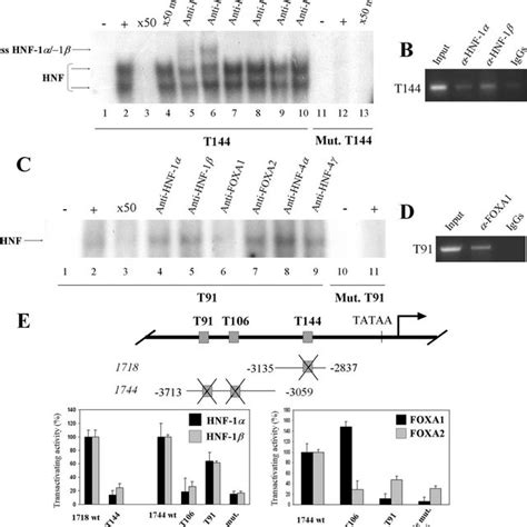 Expression Of Muc4 Mucin In Developing Mouse Stomach Intestine And Download Scientific