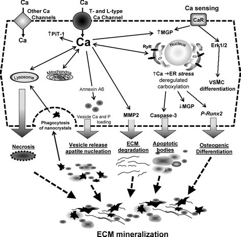 Arterial Calcification In Chronic Kidney Disease Key Roles For Calcium