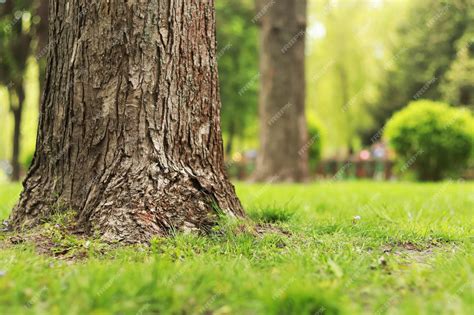 Treee Ground And Background