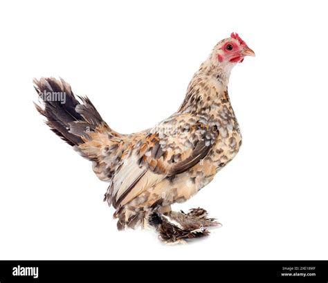 Booted Bantam Chicken In Front Of White Background Stock Photo Alamy
