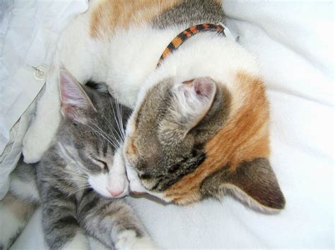 Katzen