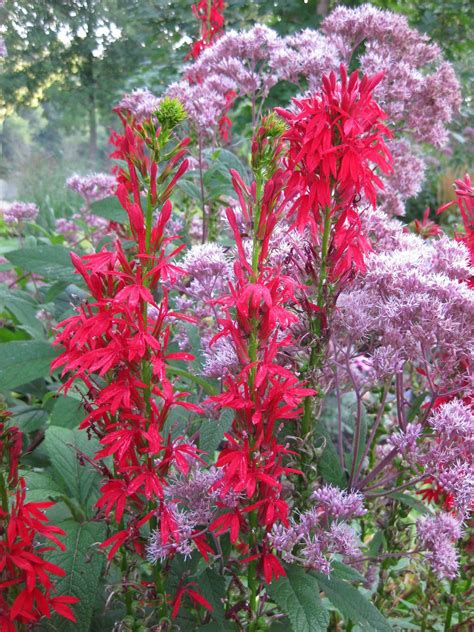 Classic Cardinal Flower | Rotary Botanical Gardens