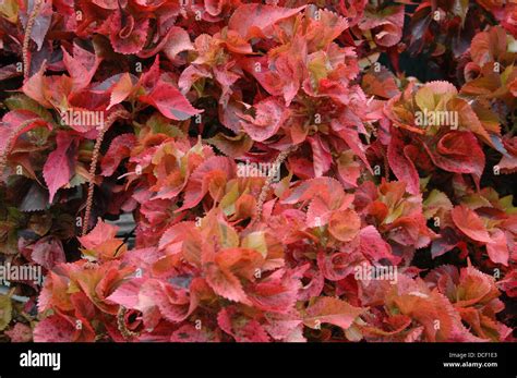 Copperleafs Acalypha Wilkesiana Copper Leaf Foliage Stock Photo Alamy