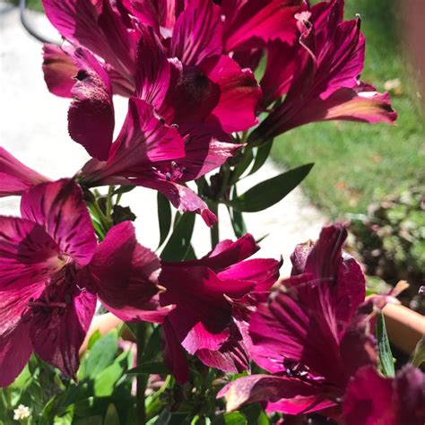 Weigela florida 'Alexandra' syn. Weigela florida 'Wine and Roses ...