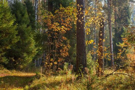Осенний сюжет. Автор: Дмитрий Алексеев | Landscape art painting ...
