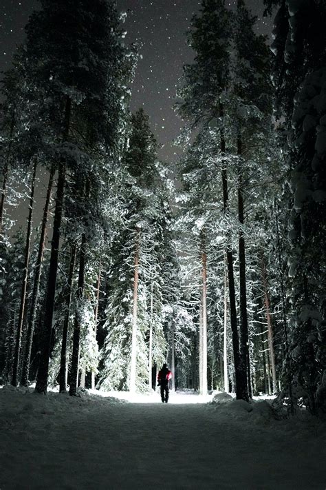 Flashlight In Forest Photos Download The Best Free Flashlight In