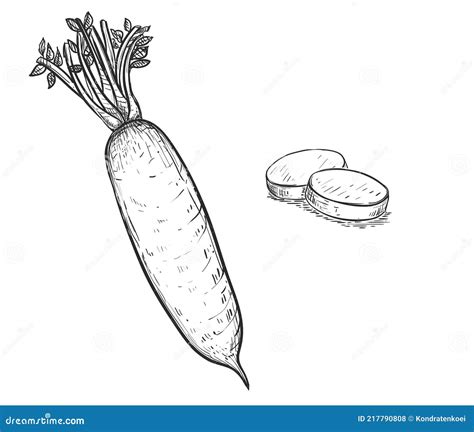 Hand Drawn Sketch Black And White Japanese Radish Daikon Vegetable