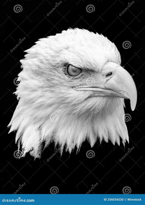 Grayscale Of A Bald Eagle Face Stock Foto Image Of Milieu Adelaar