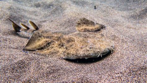 Angel Sharks Amazing Facts About These Endangered Species