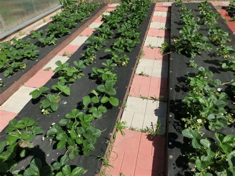 Клубника: как только не сажают эту ягоду: home_and_garden — LiveJournal