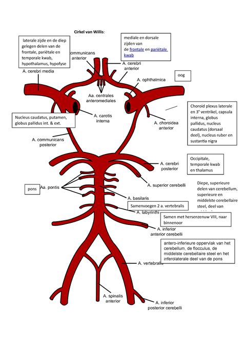 Cirkel Van Willis Cirkel Van Willis Antero Inferieure Oppervlak Van