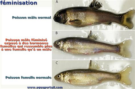 Inhiber matelas Dépenses hormone de poisson pour la peche Motiver