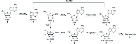 Characterization Of Nucpnp And Nucv Involved In The Early Steps Of