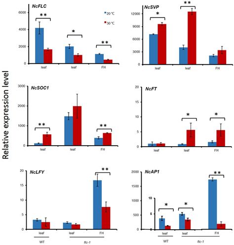 Frontiers Flc And Svp Are Key Regulators Of Flowering Time In The