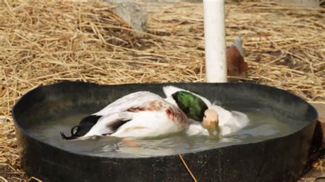 Duck Breeding Youtube