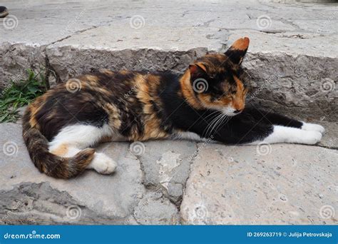 Dubrovnik Croatia De Agosto De Un Gato Tricolor Con Pieles