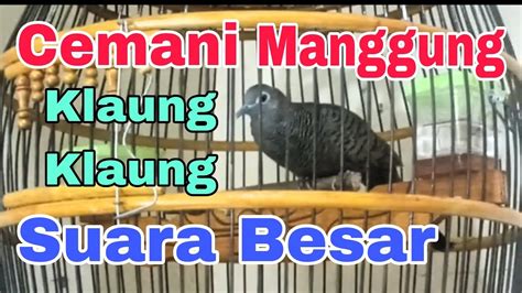 Perkutut Cemani Suara Besar Suara Perkutut Cemani Manggung