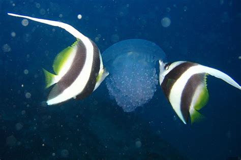 Heniochus Acuminatus • Ficha De Pez