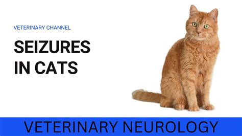 Seizures In Cats