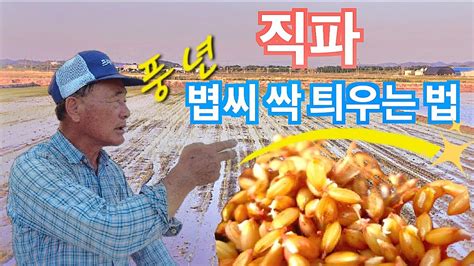 벼직파 벼직파 볍씨 발아 방법의 노하우를 들어봤습니다 신브로Bro Direct sowing of rice