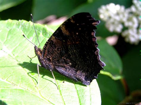 the peacock butterfly » rocksea and sarah