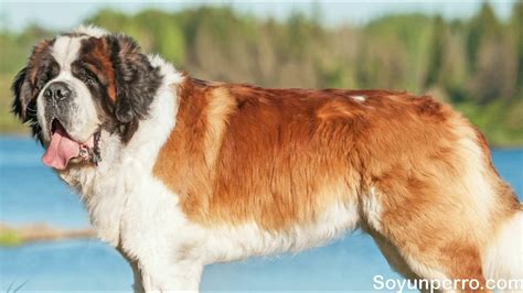 También personal Impresionante cualidades del perro san bernardo