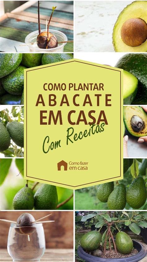 Como Plantar Abacate Em Casa Como Fazer Em Casa Como Plantar