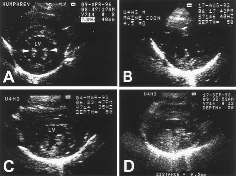 Familial Hypertrophic Cardiomyopathy In Maine Coon Cats Circulation