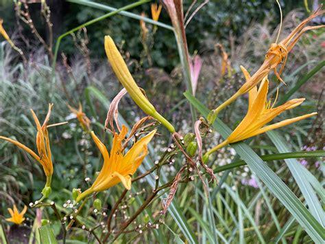 Hemerocallis Thunbergii Asphodelaceae Image At Phytoimages Siu Edu