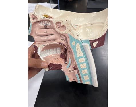 side  head midsagittal view quiz