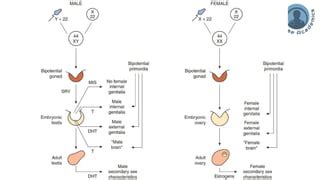 Sexual Determination Genetic Gonadal Phenotypic Sex And