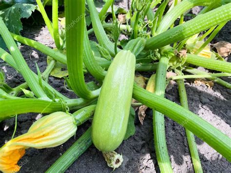 Planta de calabacín arbusto en el jardín El concepto de alimentación