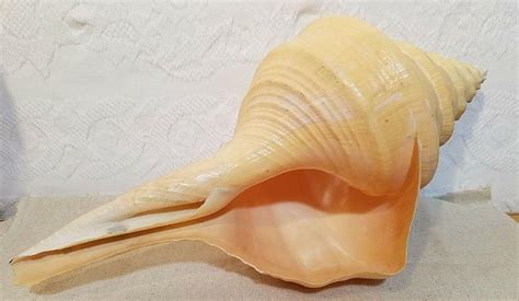 Australian Trumpet Seashell Syrinx Aruanus Long