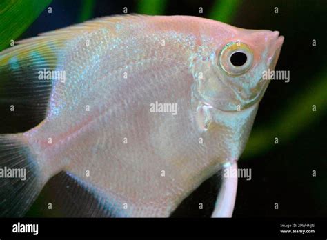 Angelfish, breeding form White Angelfish Stock Photo - Alamy