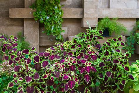 Coleus Plant How To Grow And Care For This Gorgeous Plant