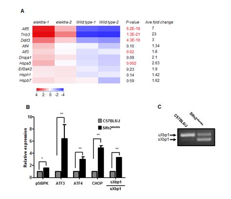 High Expression Of Er Stress Related Genes In Elektra Inflammatory