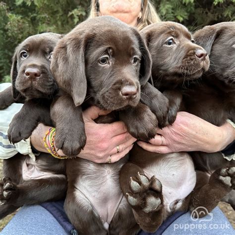 Labrador Retriever Sale Bramingham Park Bedfordshire Cute