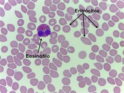 Tecido Sanguíneo Histologia e Embriologia