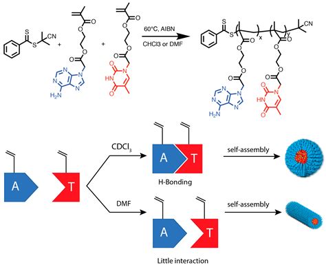 Polymers Free Full Text Nucleobase Containing Polymers Structure