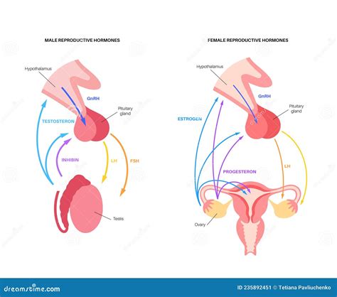 Hormonas Reproductivas Femeninas Masculinas Ilustración Del Vector