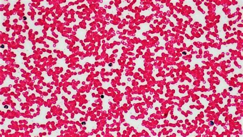 Platelets Stop Blood Loss — Biological Strategy — AskNature