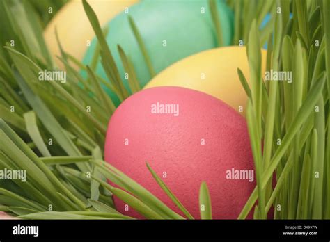 easter eggs hidden in grass close up photo, vintage toned Stock Photo ... 