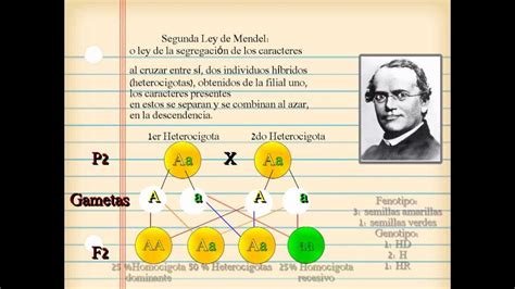 Explicacion De Las Leyes De Mendel Con Ejemplos Opciones De Ejemplo