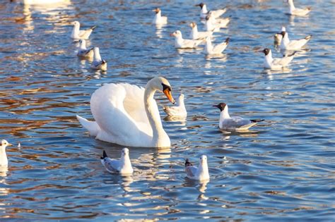 P Gina Im Genes De Gaviotas Cisnes Descarga Gratuita En Freepik